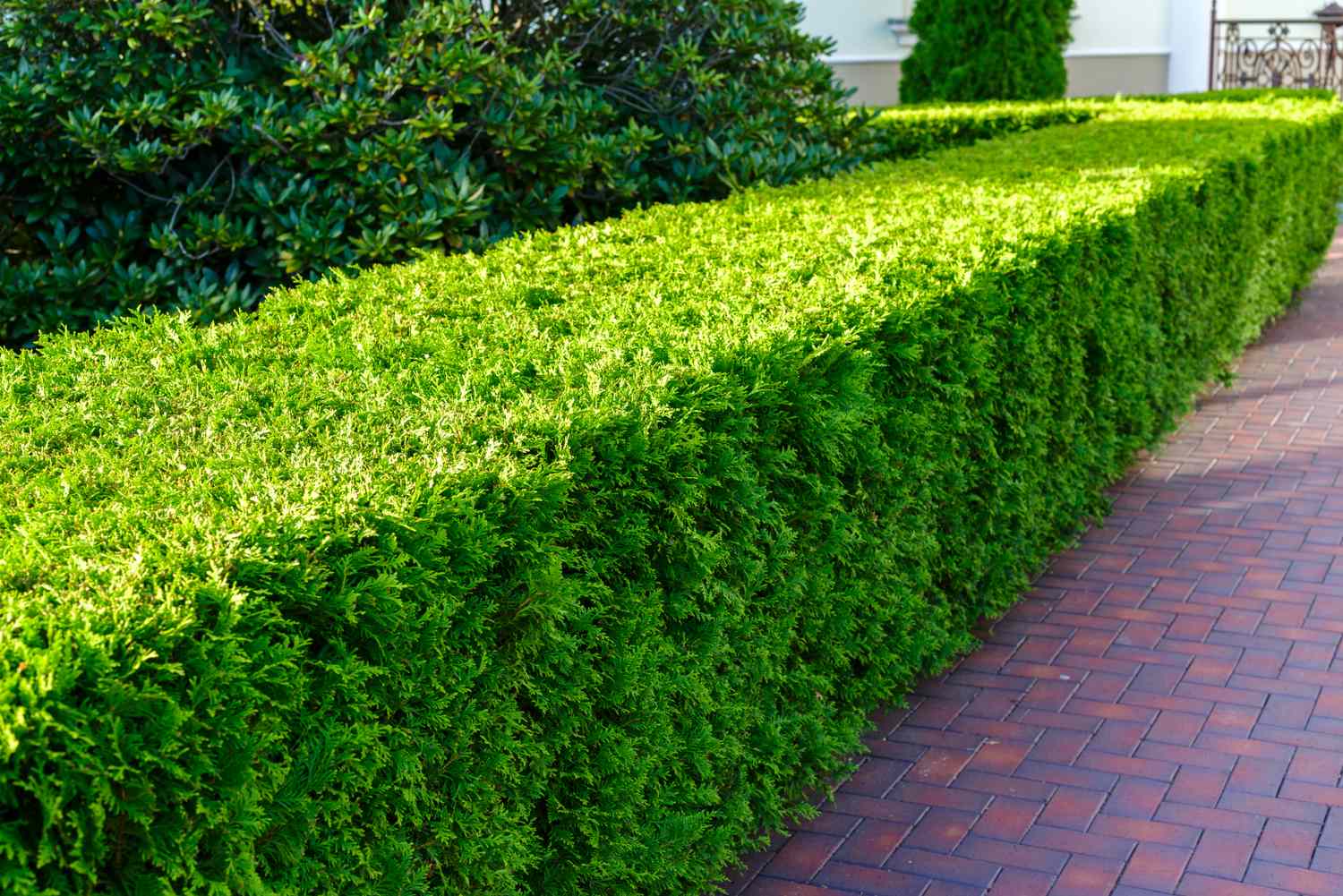 A neatly trimmed hedge along a brick pathway