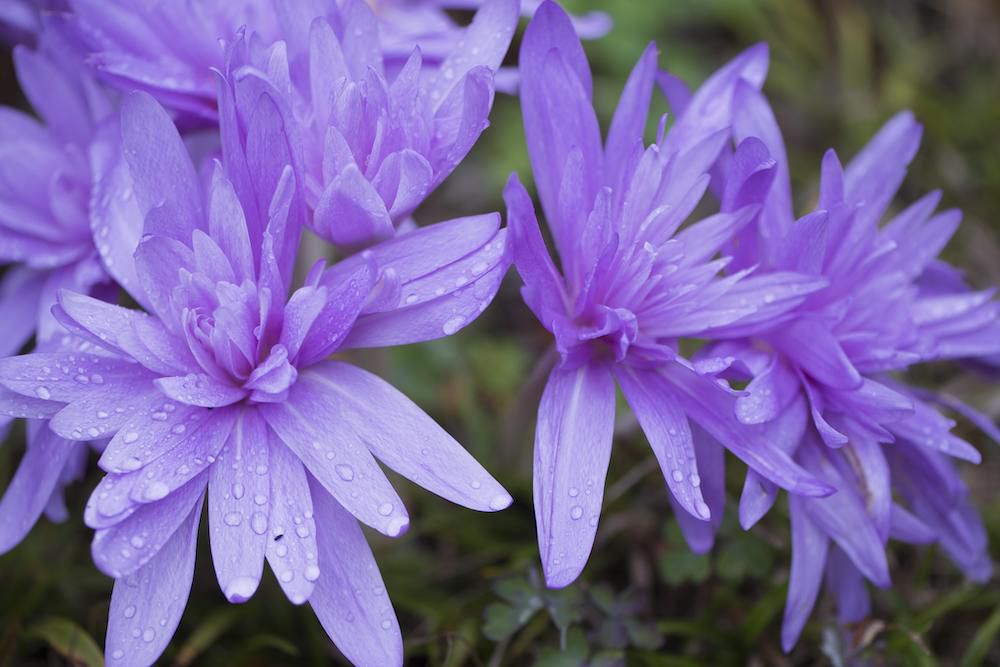 Purple flower with raindrops