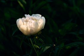 white peony