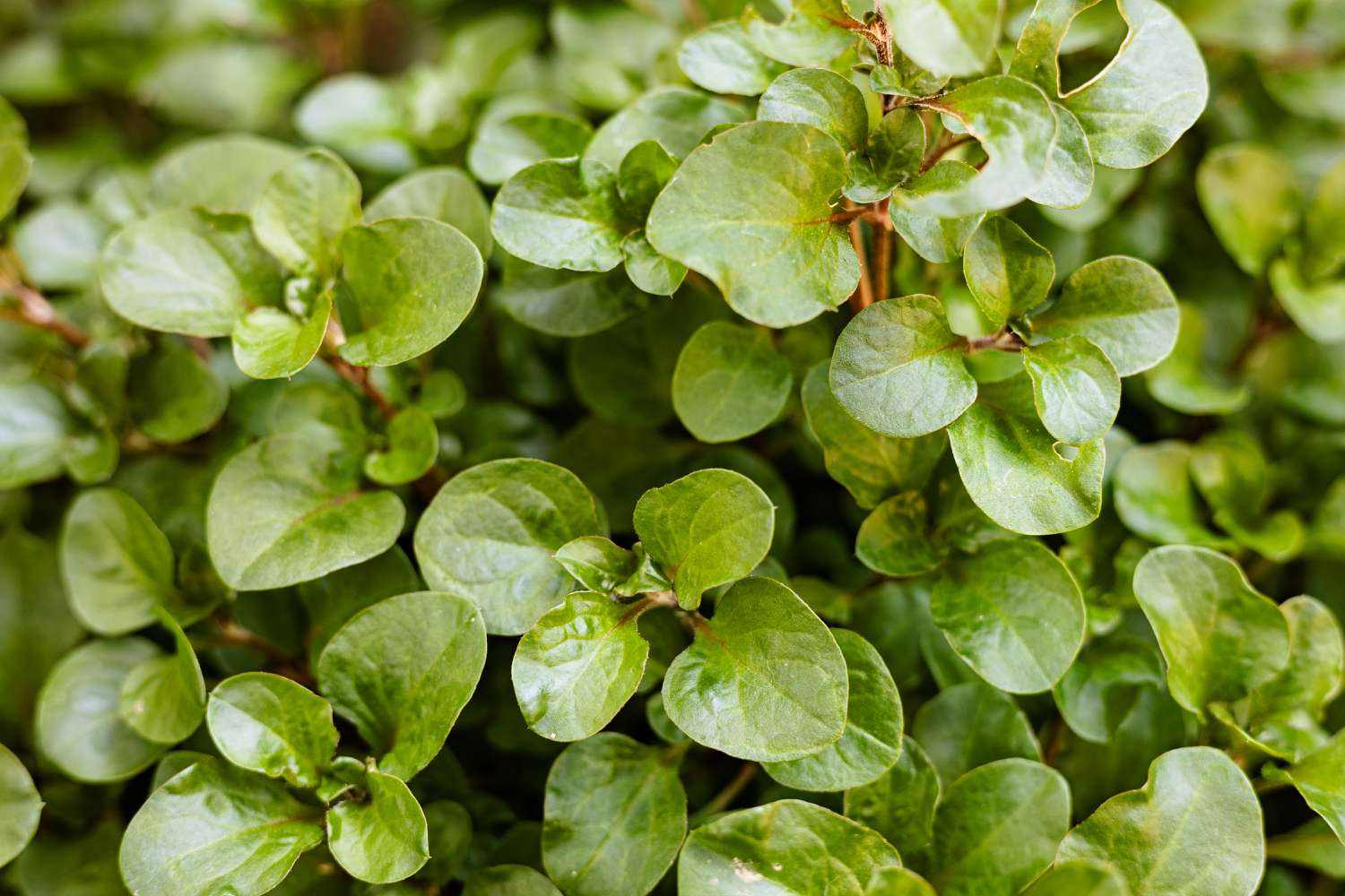 watercress in garden