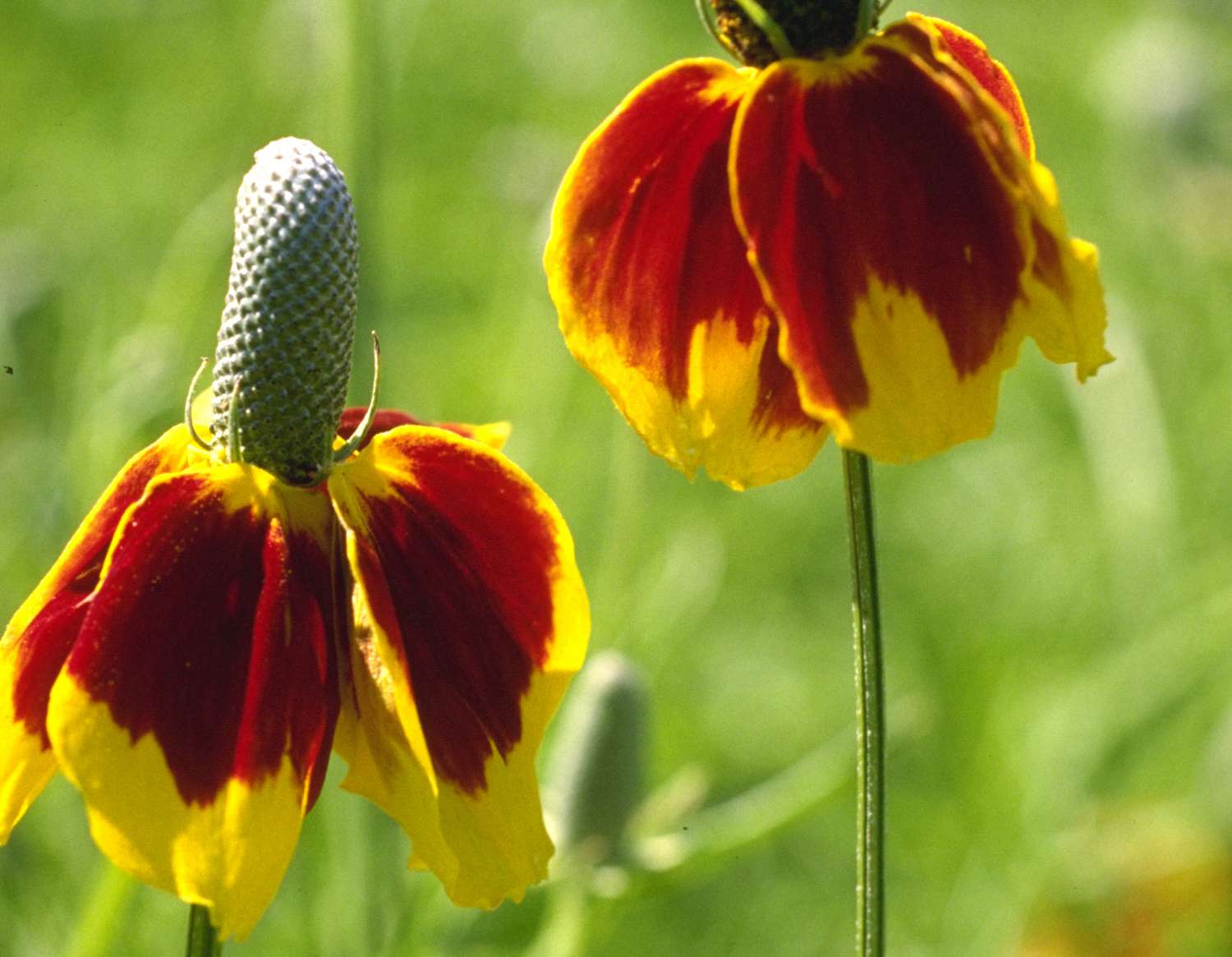 coneflower