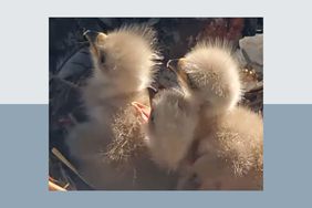 Baby Eaglets