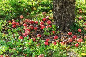Apples scattered on the ground under a tree, grassy area