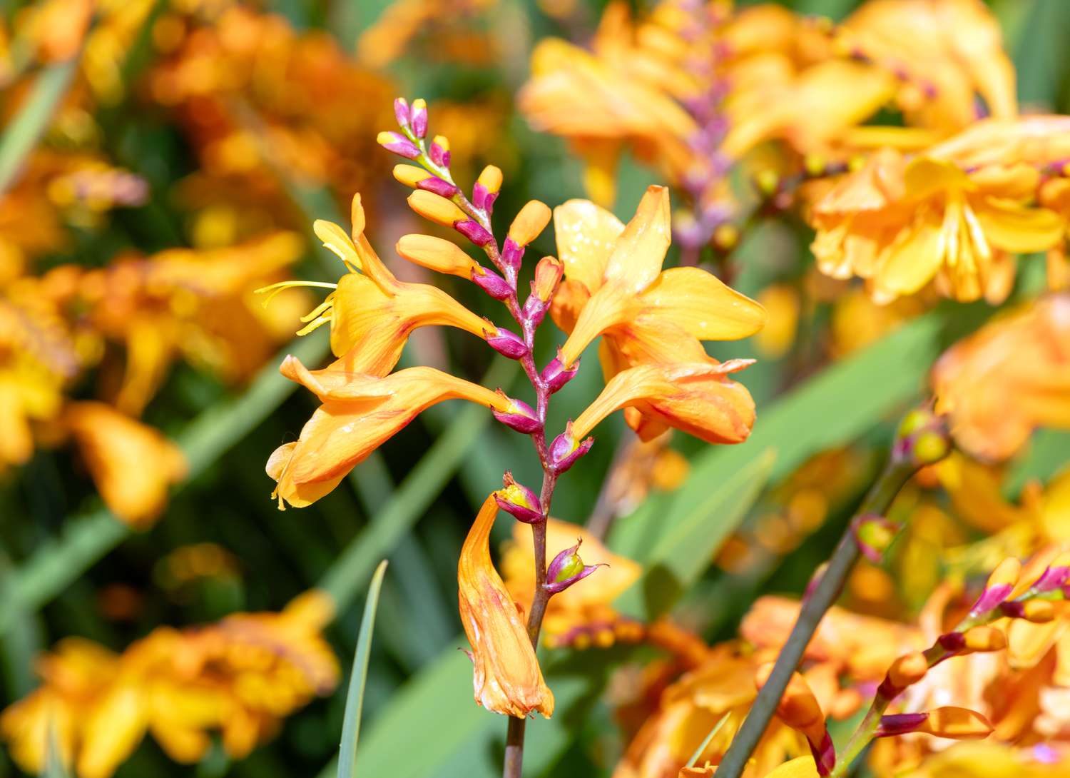 orange crocosmia growing in a garden