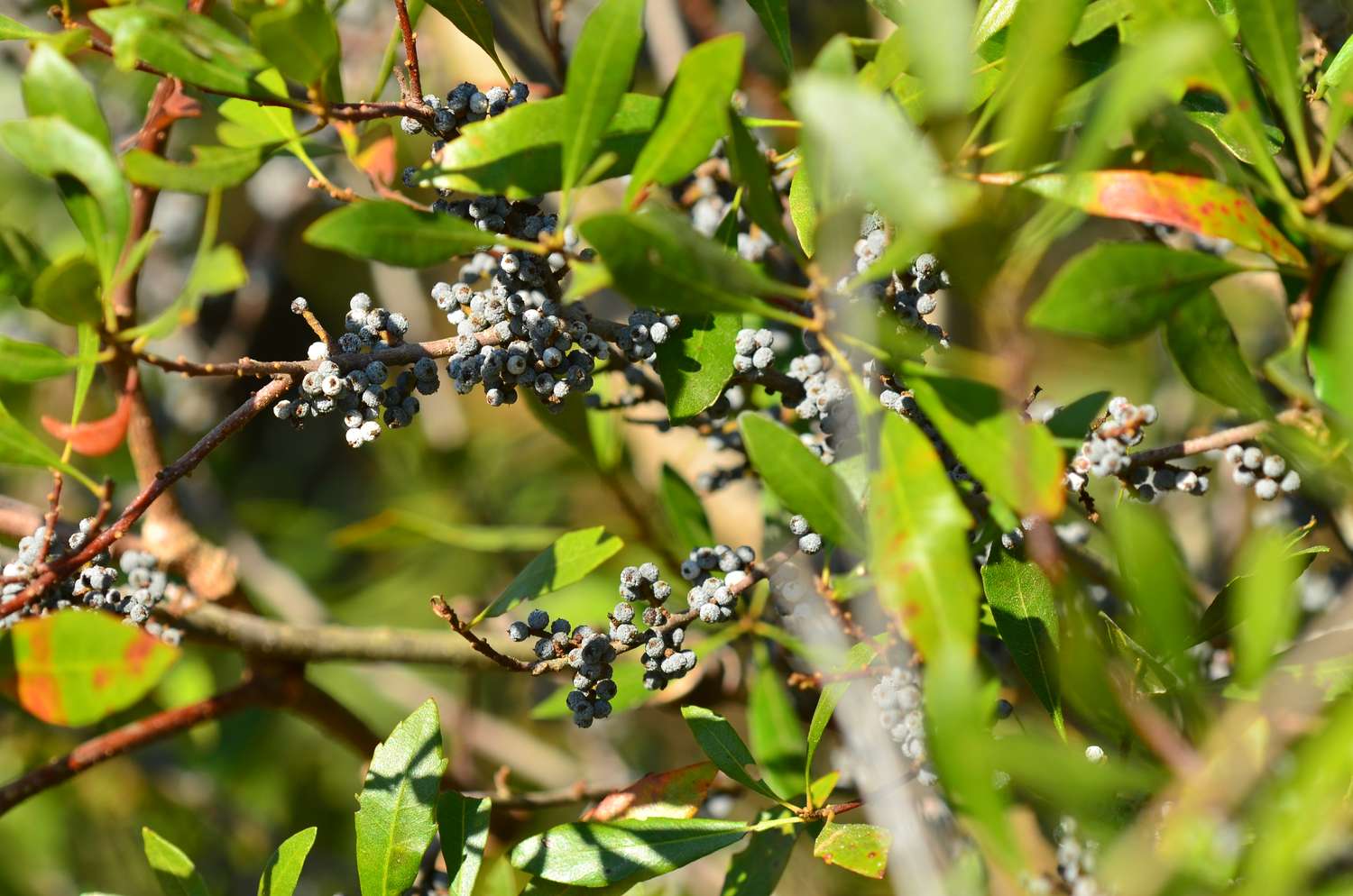 Closeup of small berries growing on a leafy bush
