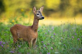 A deer in a meadow with wildflowers standing and looking to the side