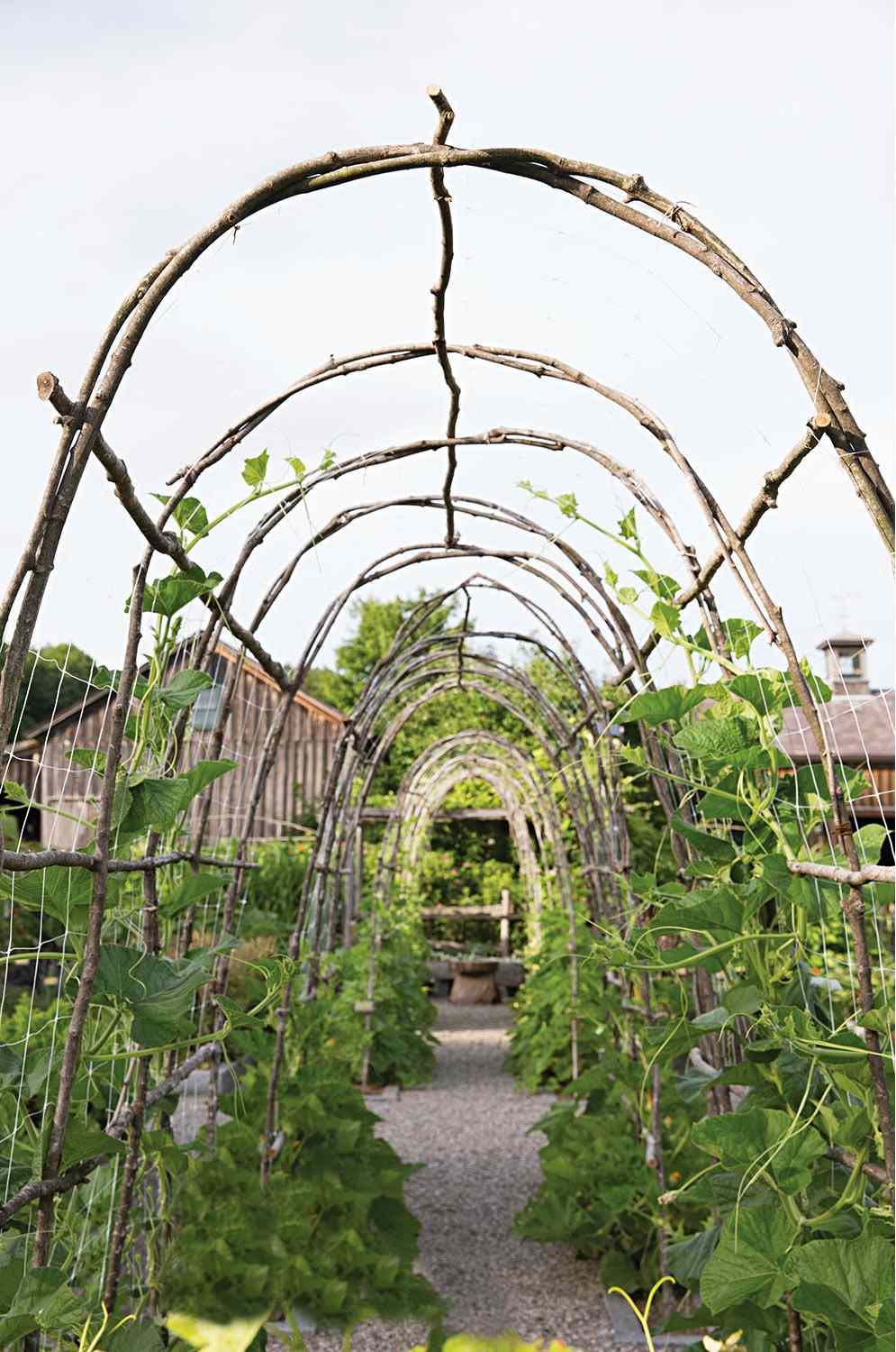 Arched trellis with vines