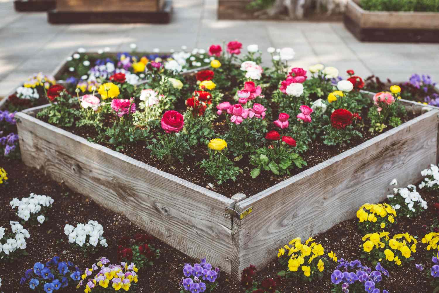 Flowers in raised bed