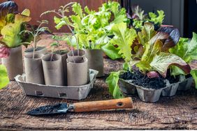 Seedlings in biodegradable pots made of toilet roll inner tubes and reused egg boxes, environmentally friendly living and plastic free