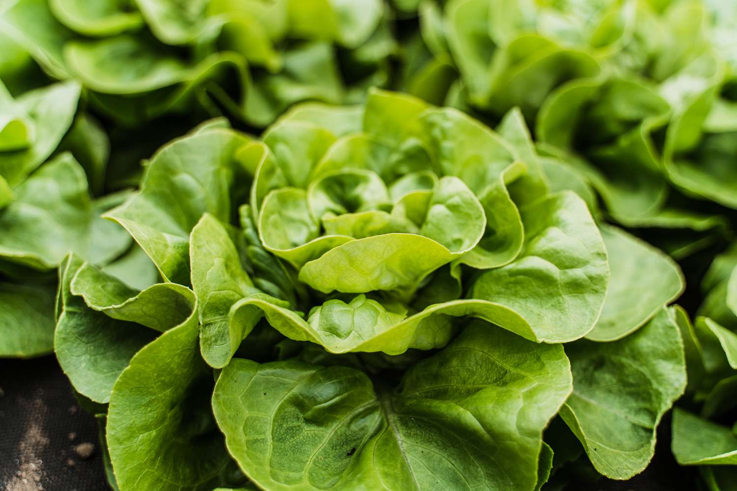 Closeup of lettuce in a garden