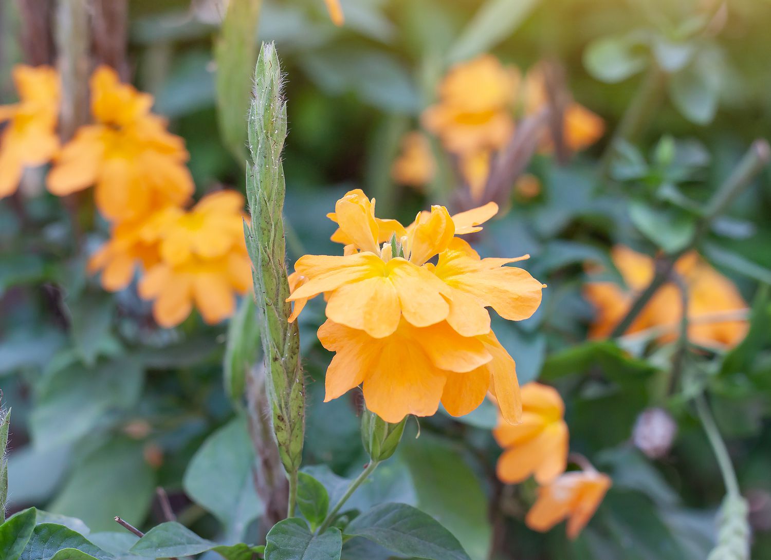 Crossandra plant with gold colored blooms