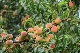 Peaches on peach tree