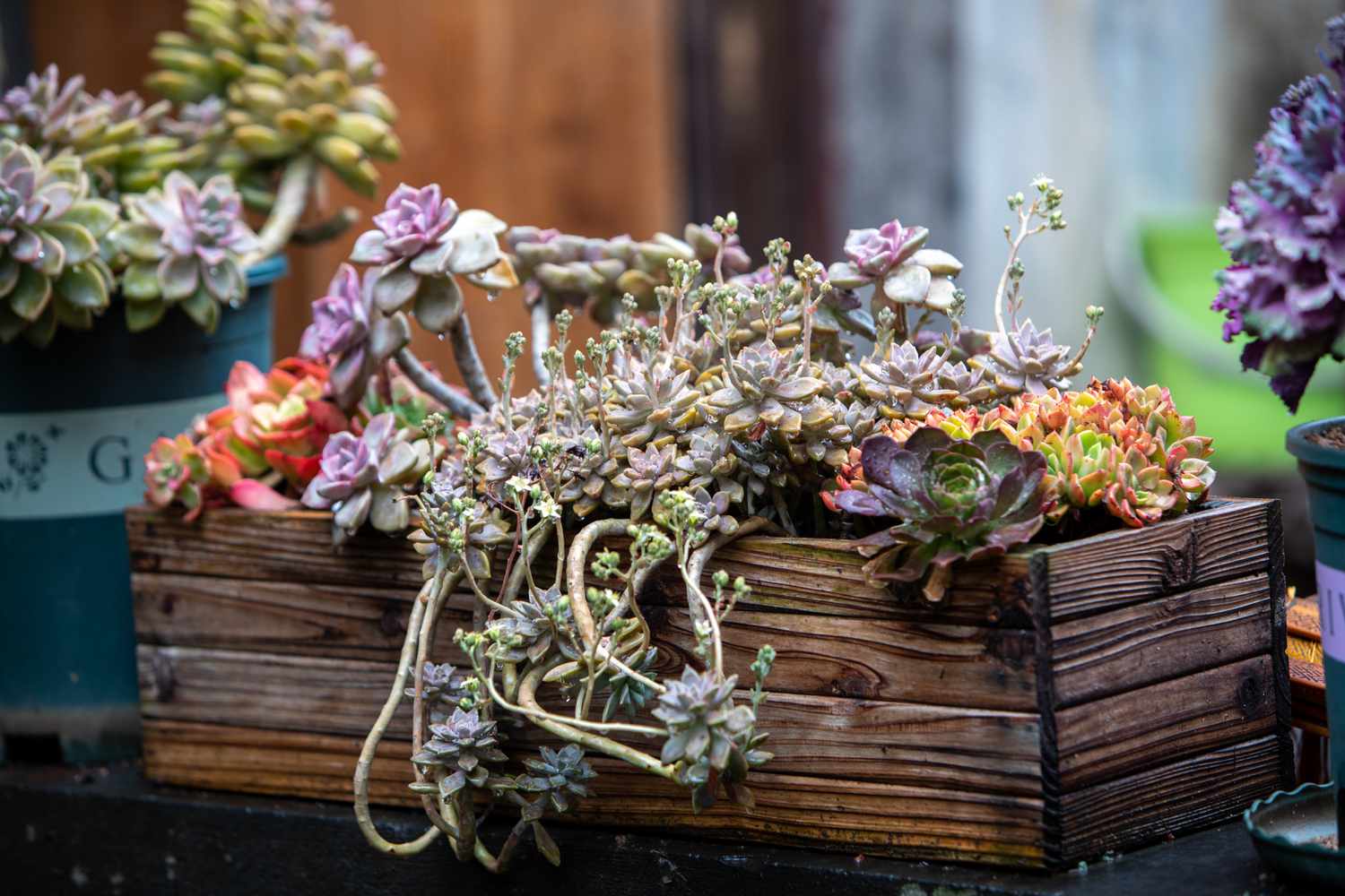 Succulents in hanging wood box