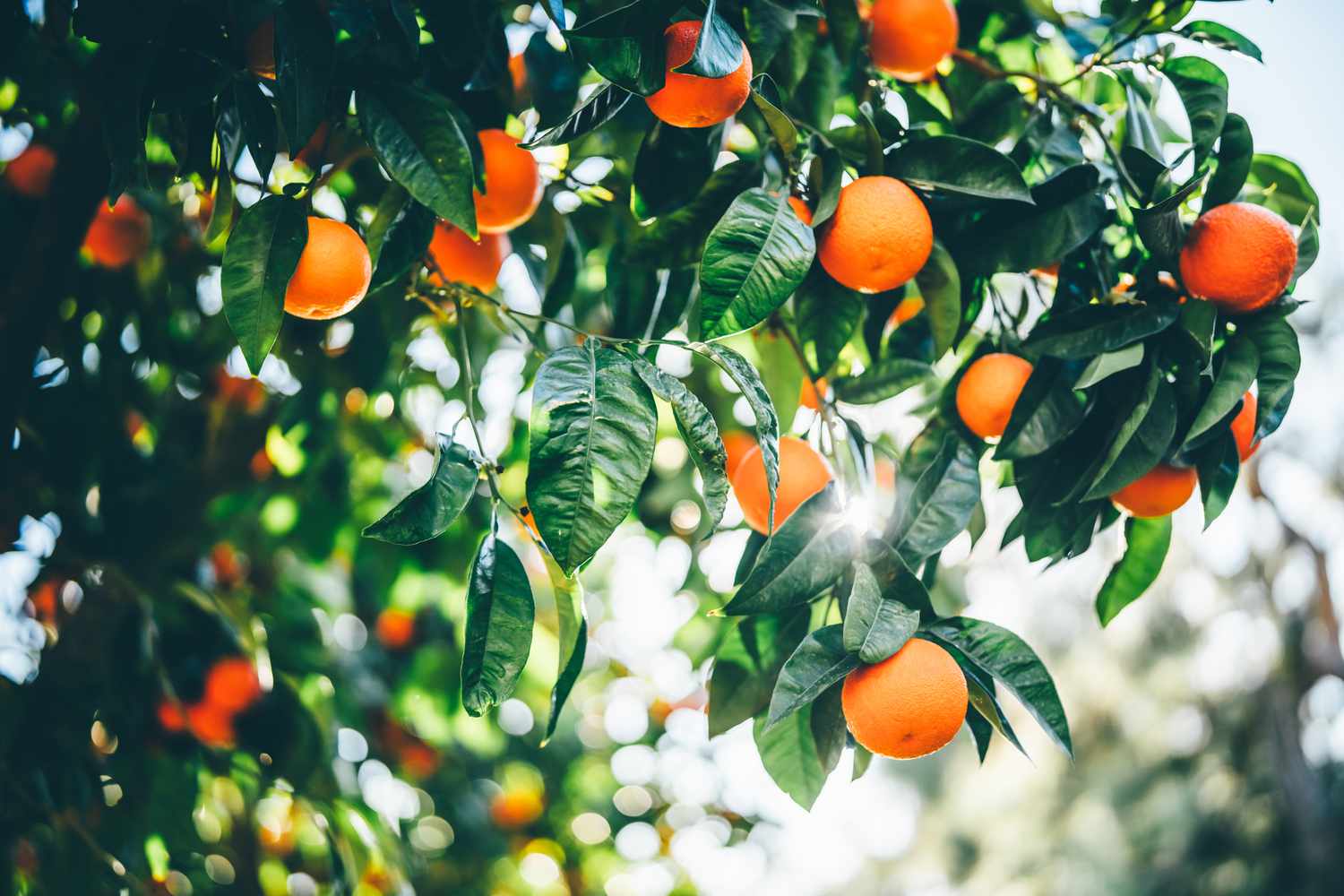 Oranges hanging from a tree branch with green leaves