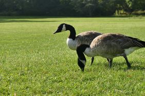 Two geese grazing on a grassy lawn