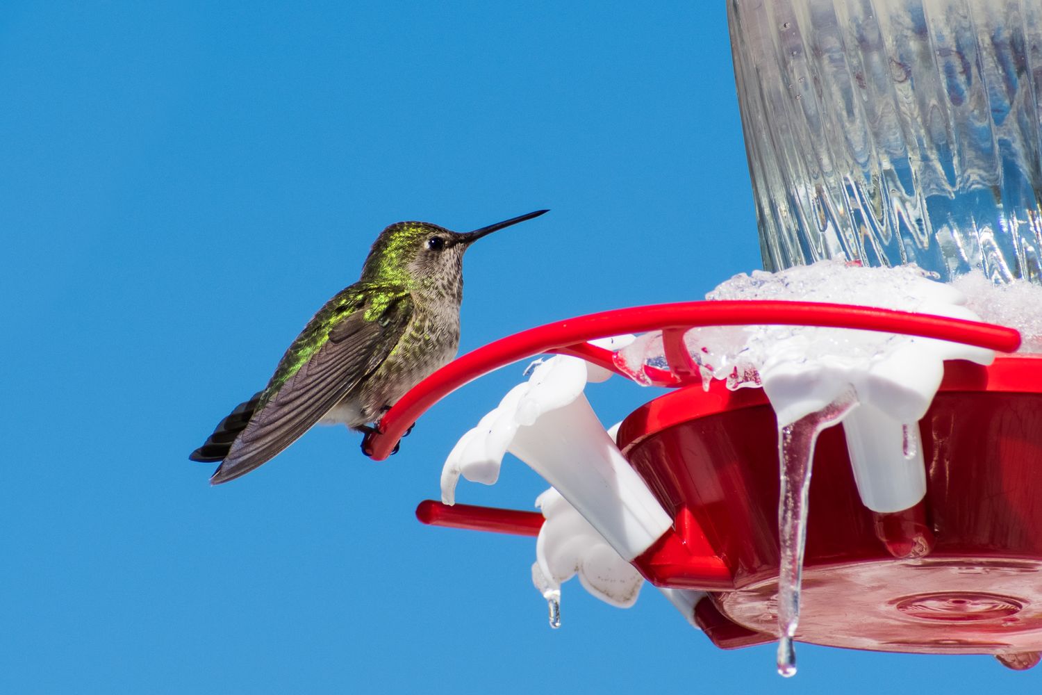 A hummingbird perched on a red feeder with icicles hanging from it