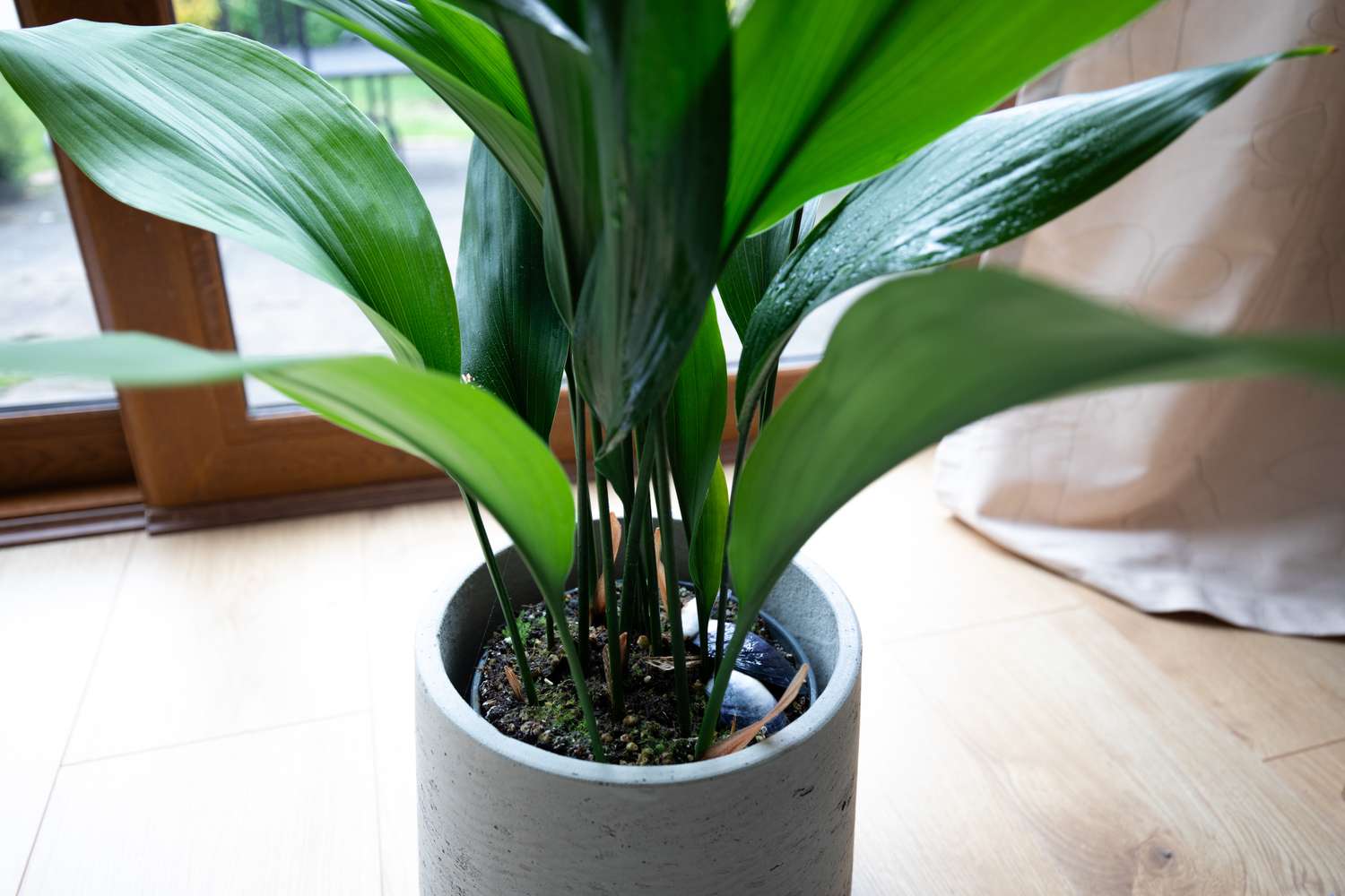 A potted plant indoors near a window and curtain