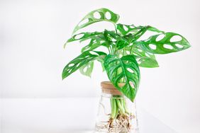 Monstera adansonii (Monstera Obliqua Miq) Monkey leaf swiss cheese plant in transparent hydroponic flower pot water planting on white wooden background. Home decoration, space for your text.
