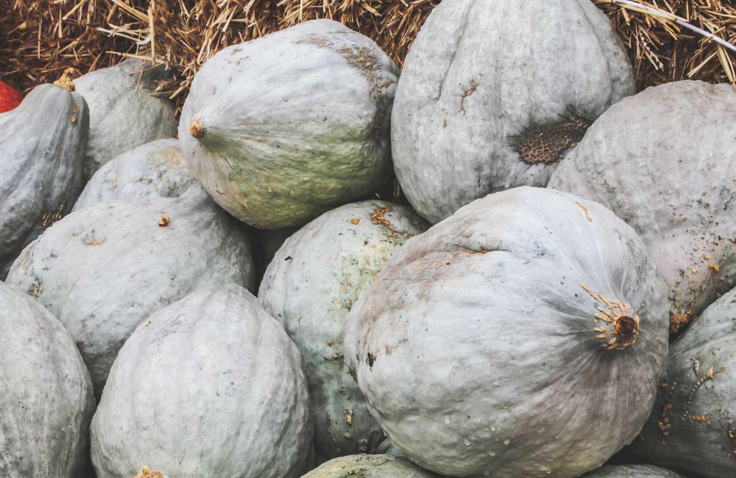 blue hubbard squash