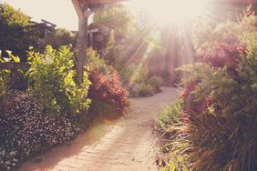 A garden pathway with sunlight streaming through pergola beams, surrounded by various plants and bushes