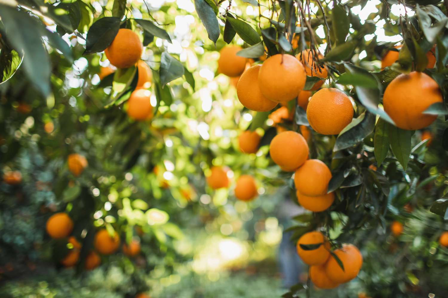 Ripe and juicy oranges on the tree at farmer's garden