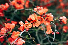 Flowering quince branches with blooming and budding flowers