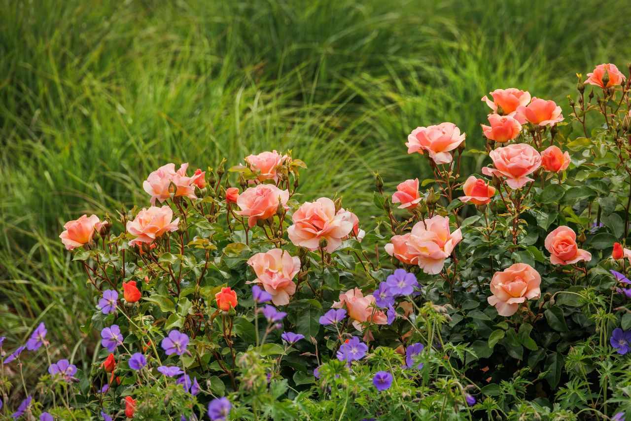 A vibrant garden with blooming roses and other flowers surrounded by greenery