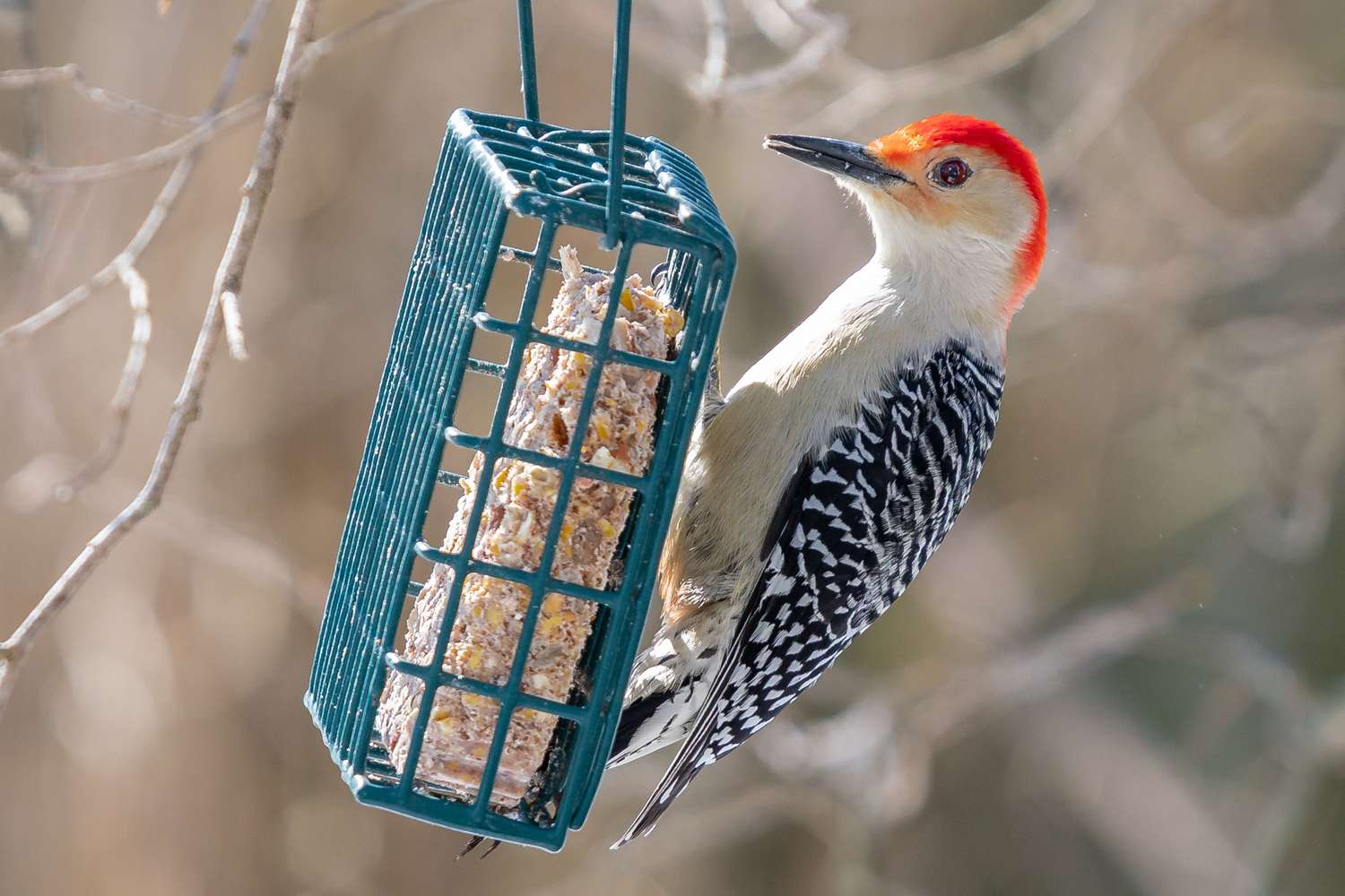 A woodpecker on a suet feeder