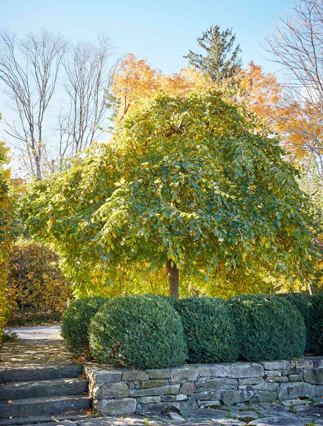 how to grow trees bedford