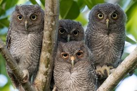 four Eastern screech owl (Megascops asio) perched on tree branches