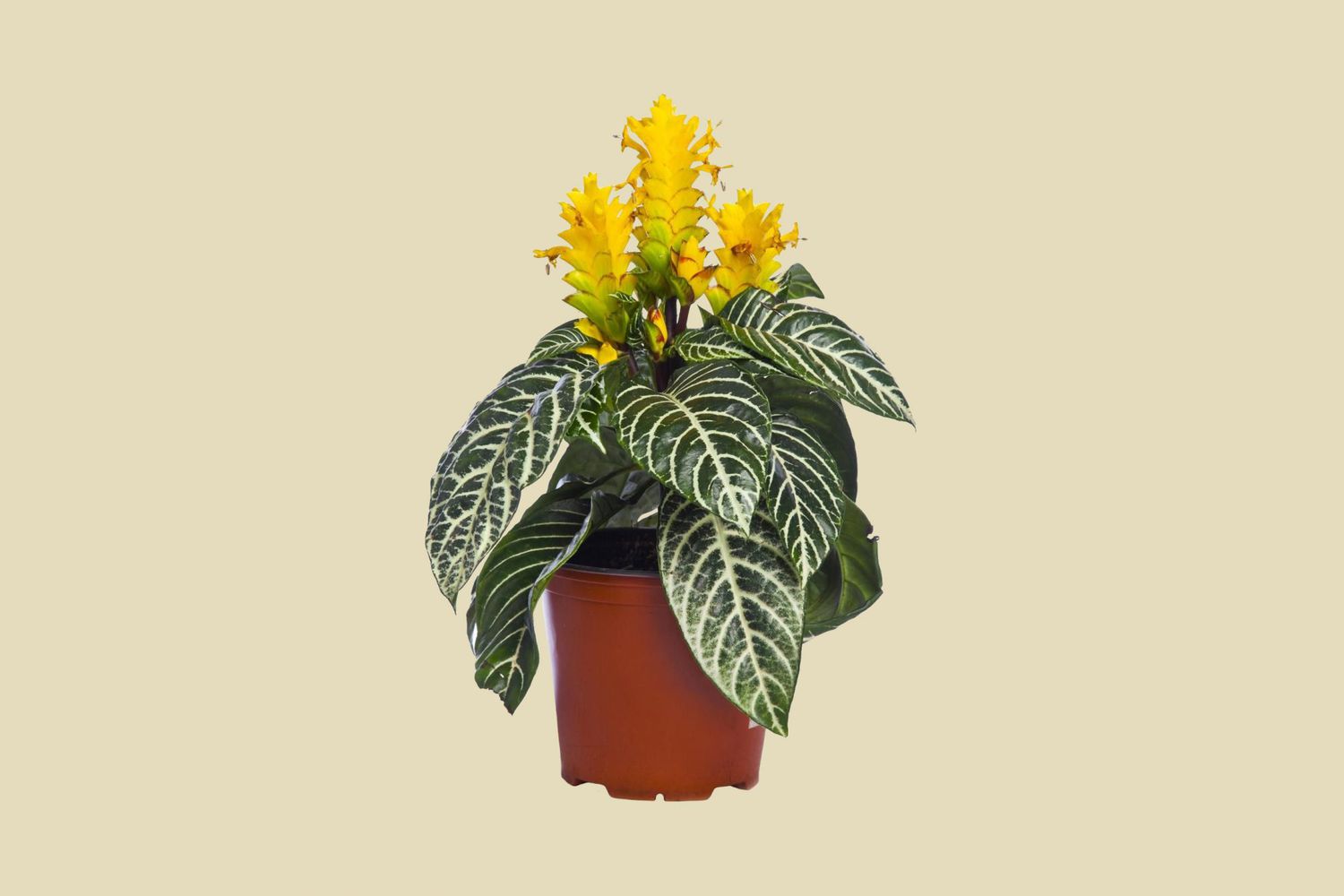 Aphelandra Squarrosa