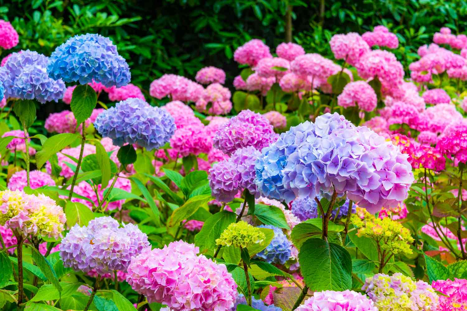 blue and pink hydrangeas