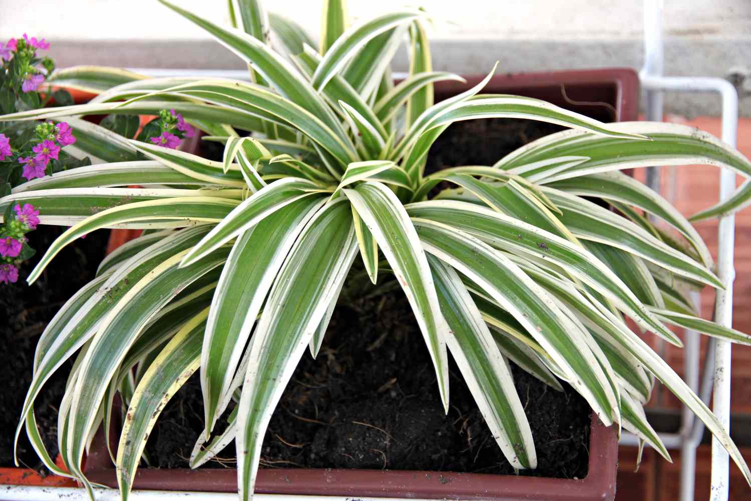 dracaena white aspen plant