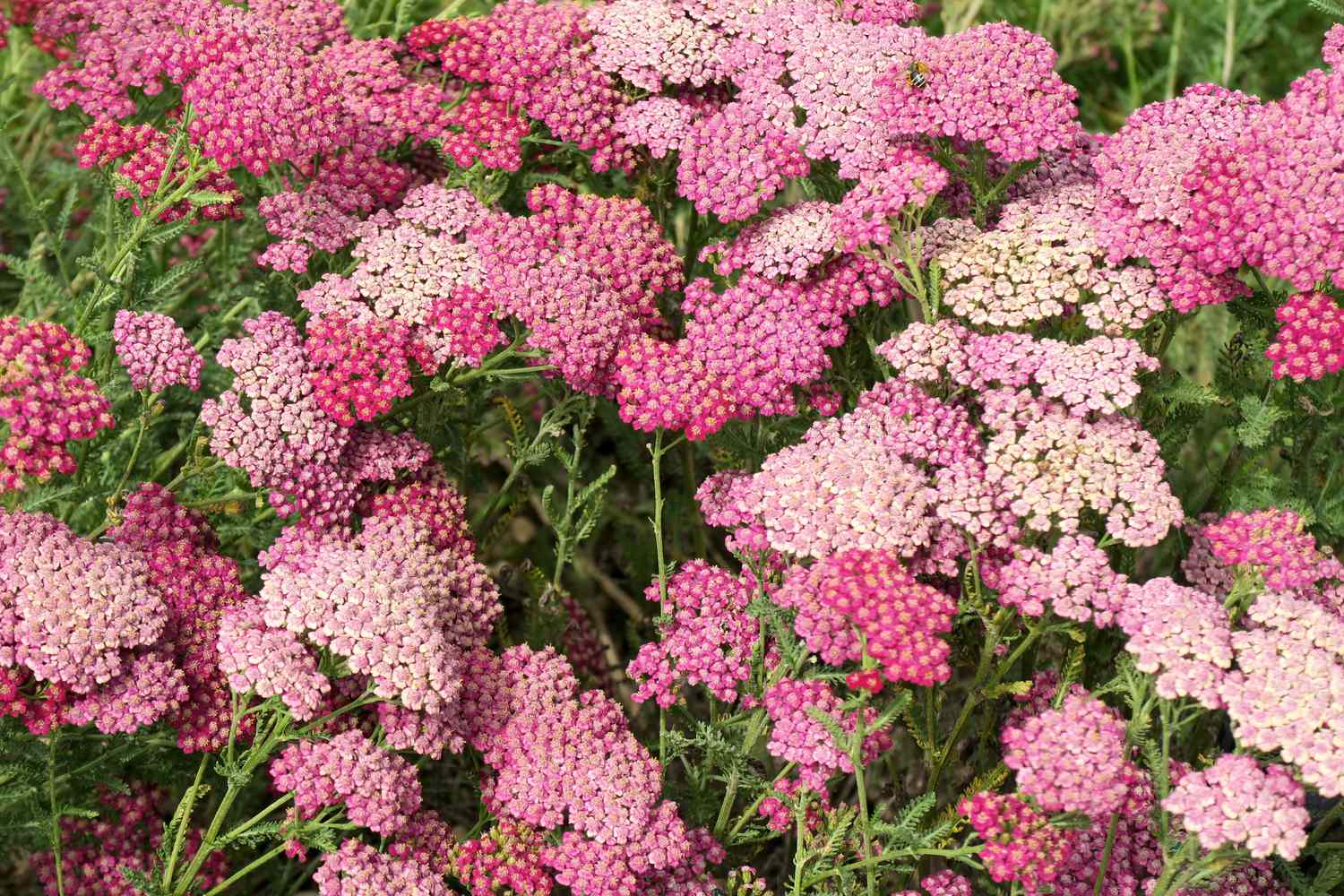 Clusters of small flowers growing outdoors in a garden setting