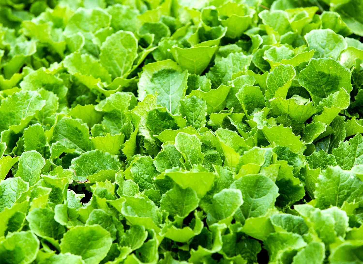close up of mustard greens in a garden