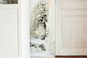 black mold on wall