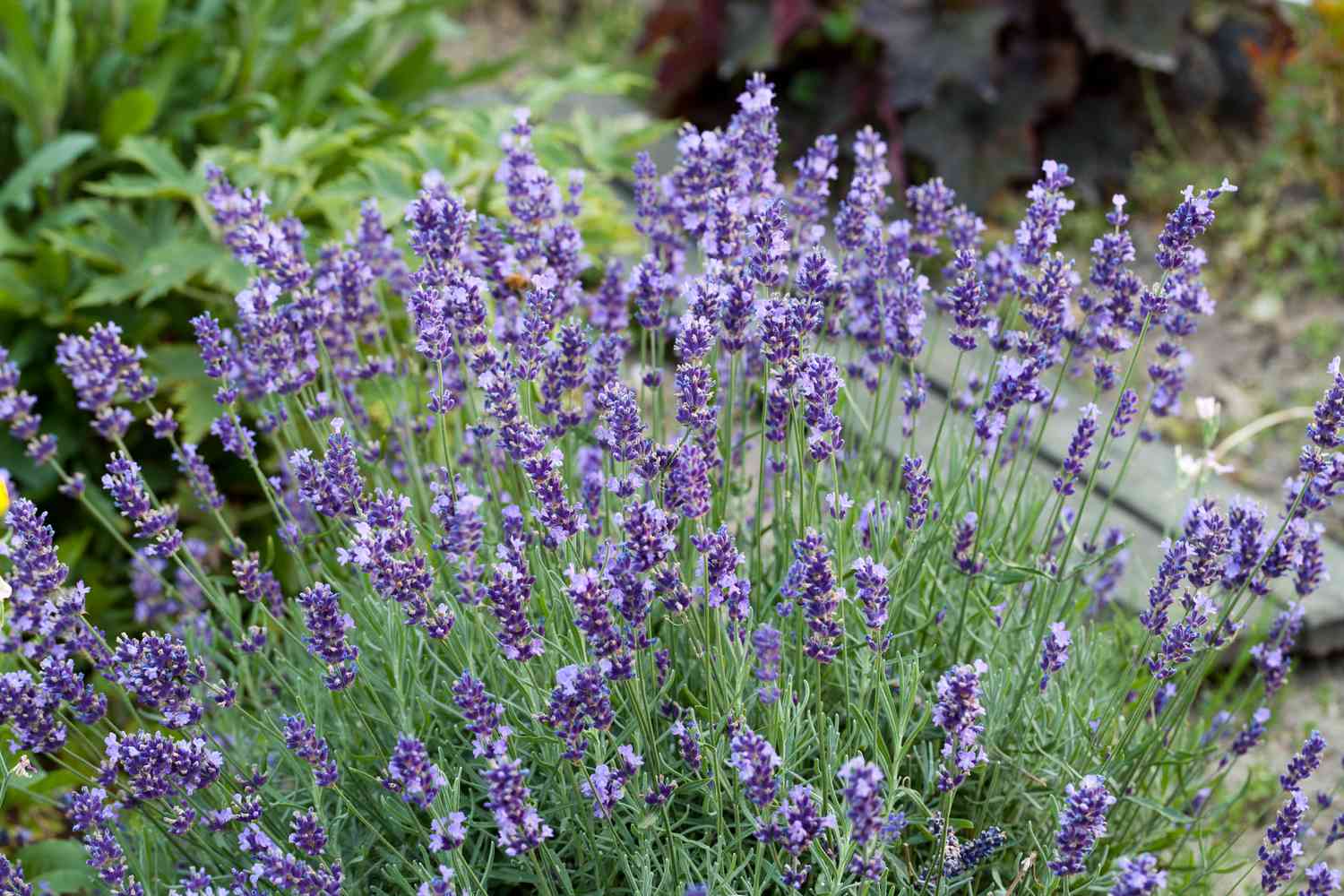 Lavender in garden