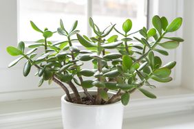 jade plant in a white pot with a window in background