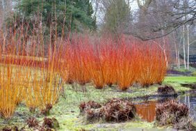 Bright red and orange shrubs by a waterway in a winter garden scene