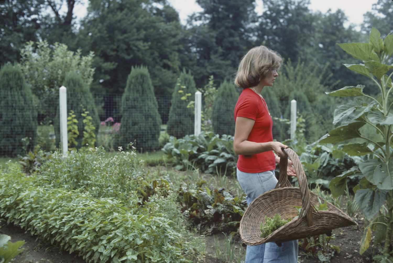 American businesswoman decorvow carries a backet of greens as she walks through a vegatable garden on the grounds of her home, 
