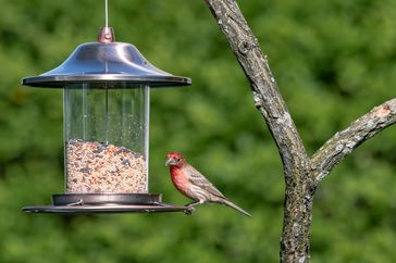A bird perched on a tree branch near a hanging bird feeder filled with seeds