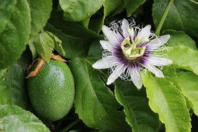 Passion fruit and its flower among green leaves