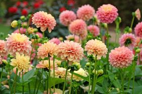 Pink, apricot and gold waterlily dahlia 'Milena Fleur' in flower.
