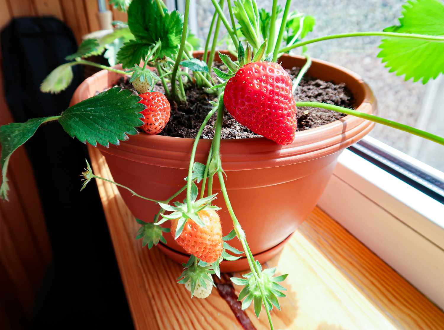 Strawberries in flowerpots at home