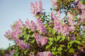 Lilac bush