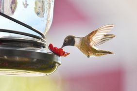 hummingbird at feeder