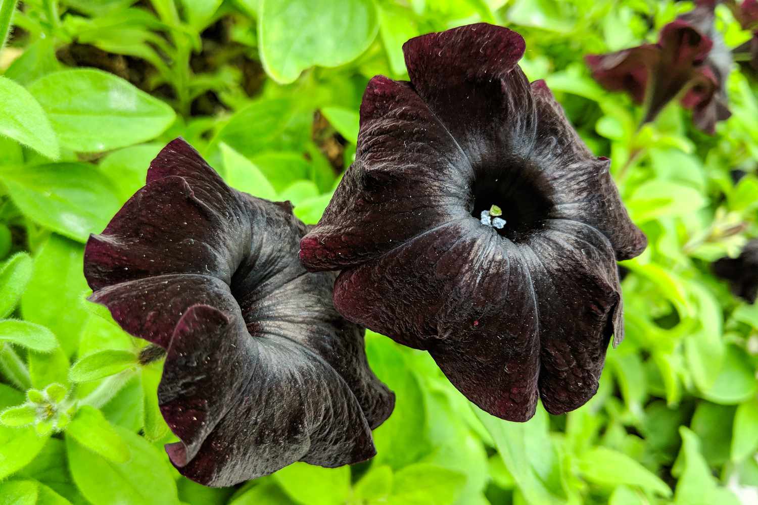 Black Magic Petunia