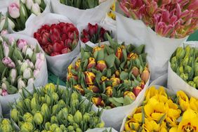 Assorted tulip bouquets arranged in wrapping paper