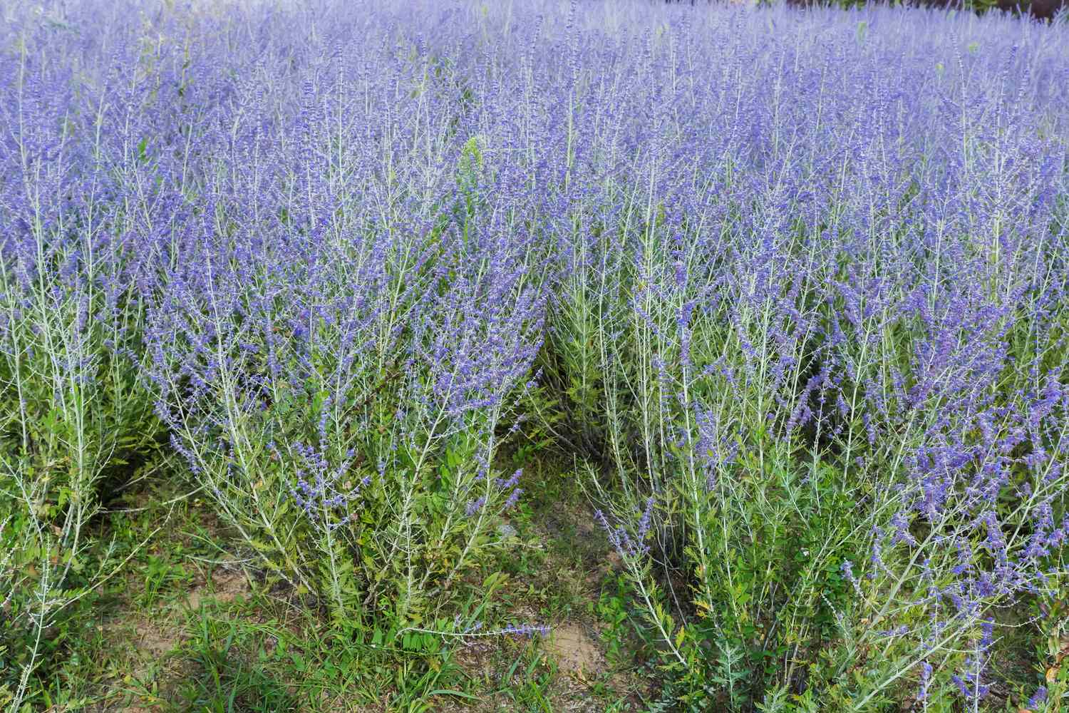 A field of purple flowering plants