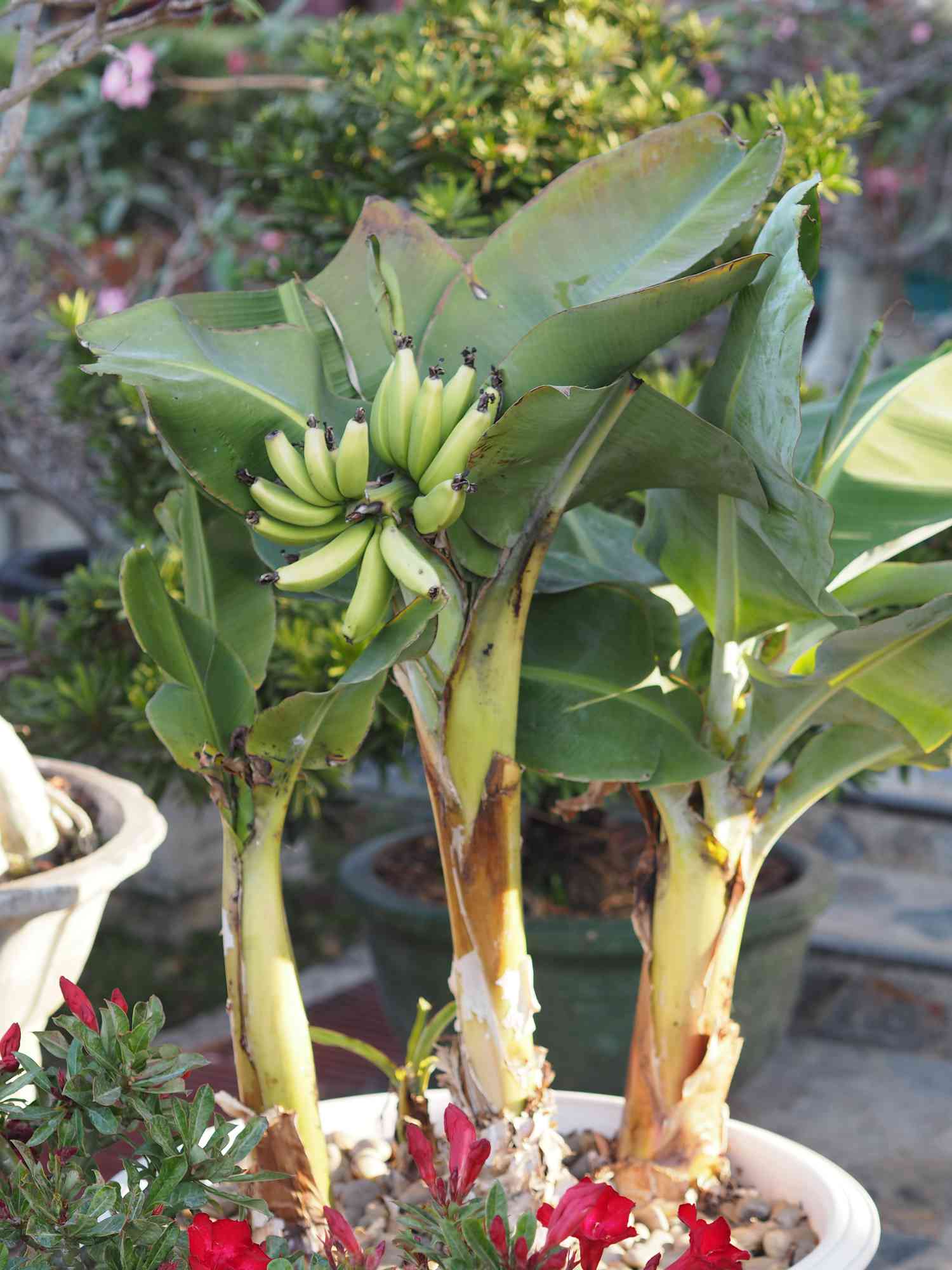 banana tree